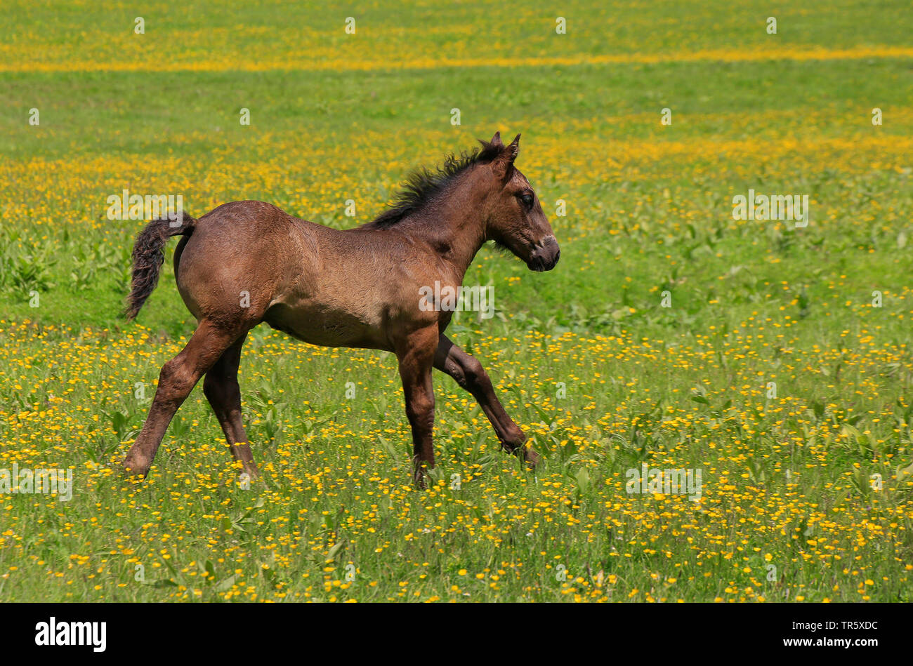 domestic horse (Equus przewalskii f. caballus), foal running over a meadow, Germany Stock Photo