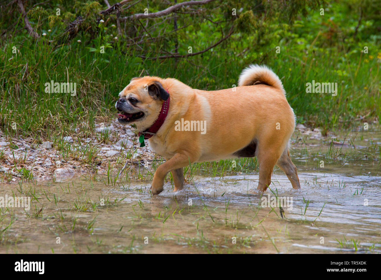 Pug (Canis lupus f. familiaris), old she-dog walking through shallow water, side view, Germany Stock Photo