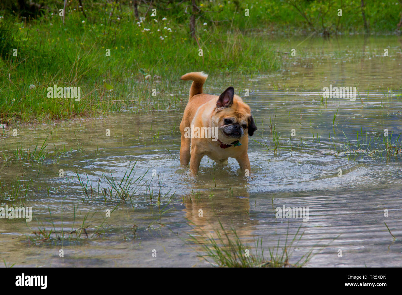 Pug (Canis lupus f. familiaris), old she-dog standing in shallow water, front view, Germany Stock Photo