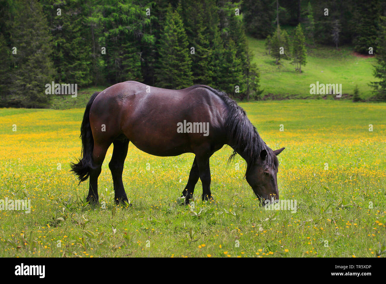 domestic horse (Equus przewalskii f. caballus), grazing on a pasture, Germany Stock Photo