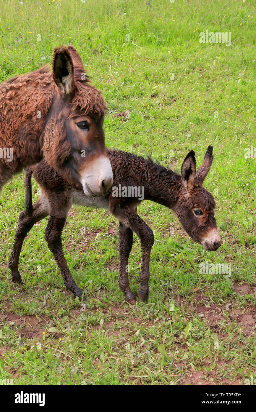 Domestic donkey (Equus asinus asinus), mother with foal on a pasture, Germany Stock Photo