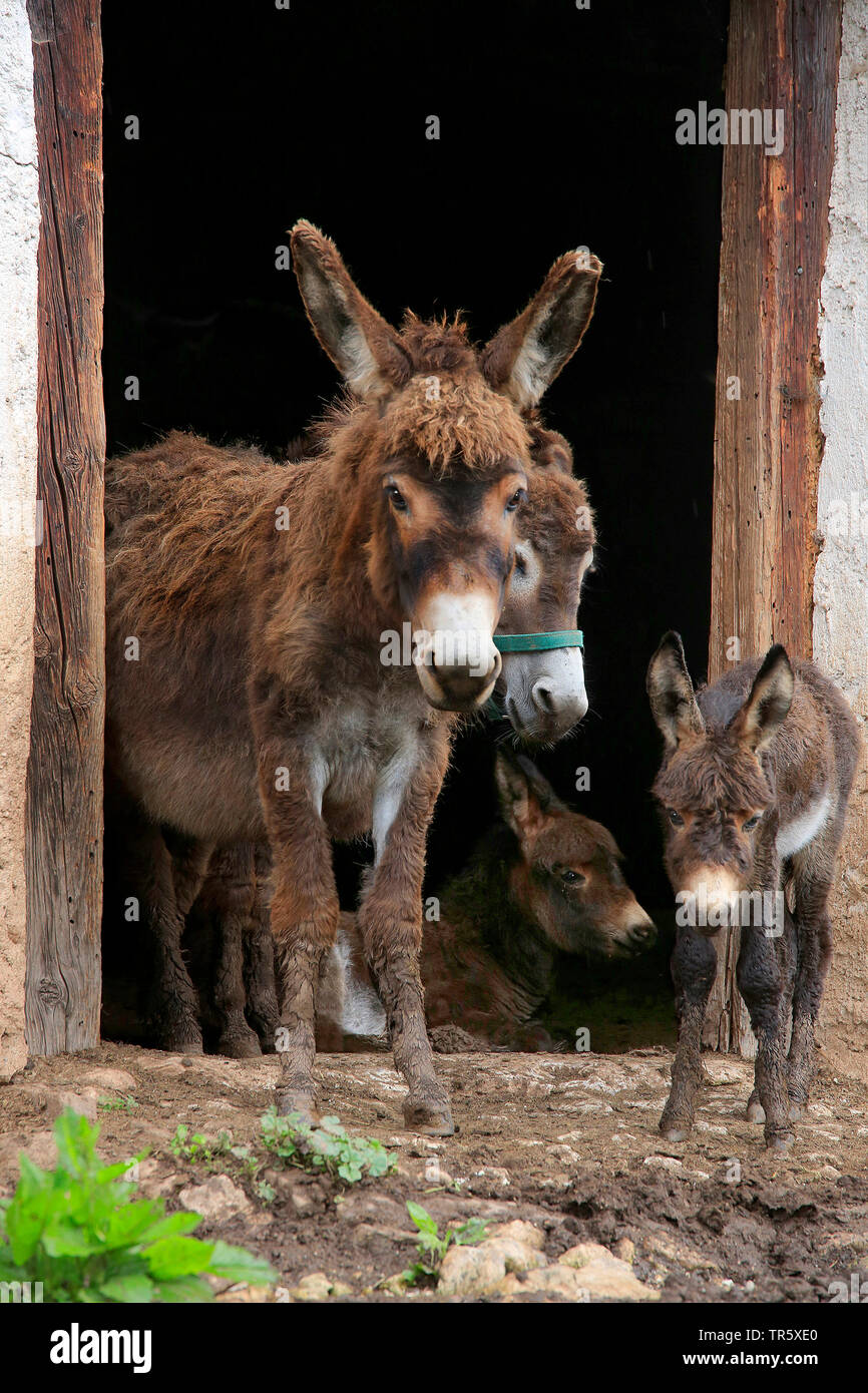 Domestic donkey (Equus asinus asinus), adult with pup in front of a stable, Germany Stock Photo