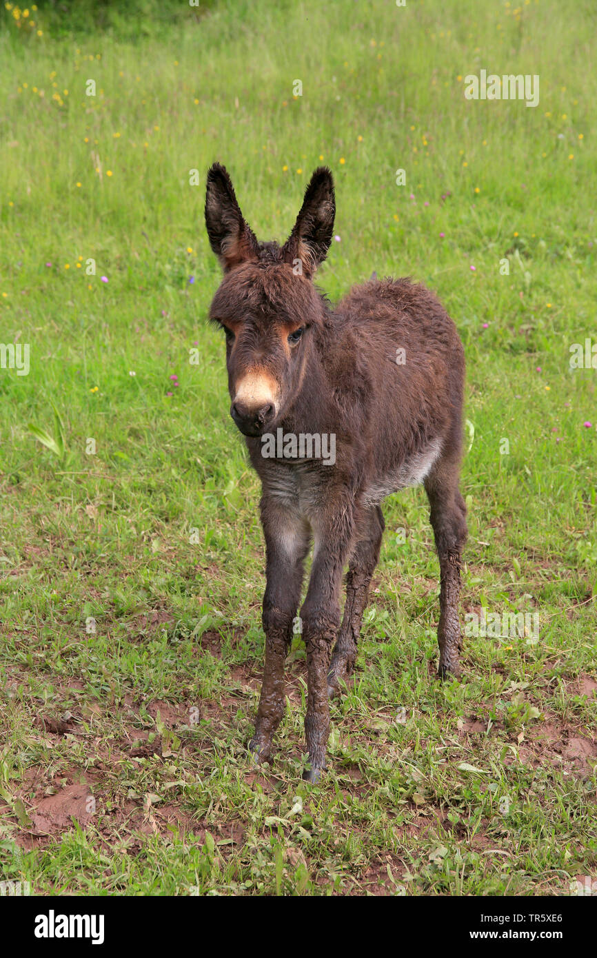 Domestic donkey (Equus asinus asinus), donkey foal standing in a meadow, front view, Germany Stock Photo