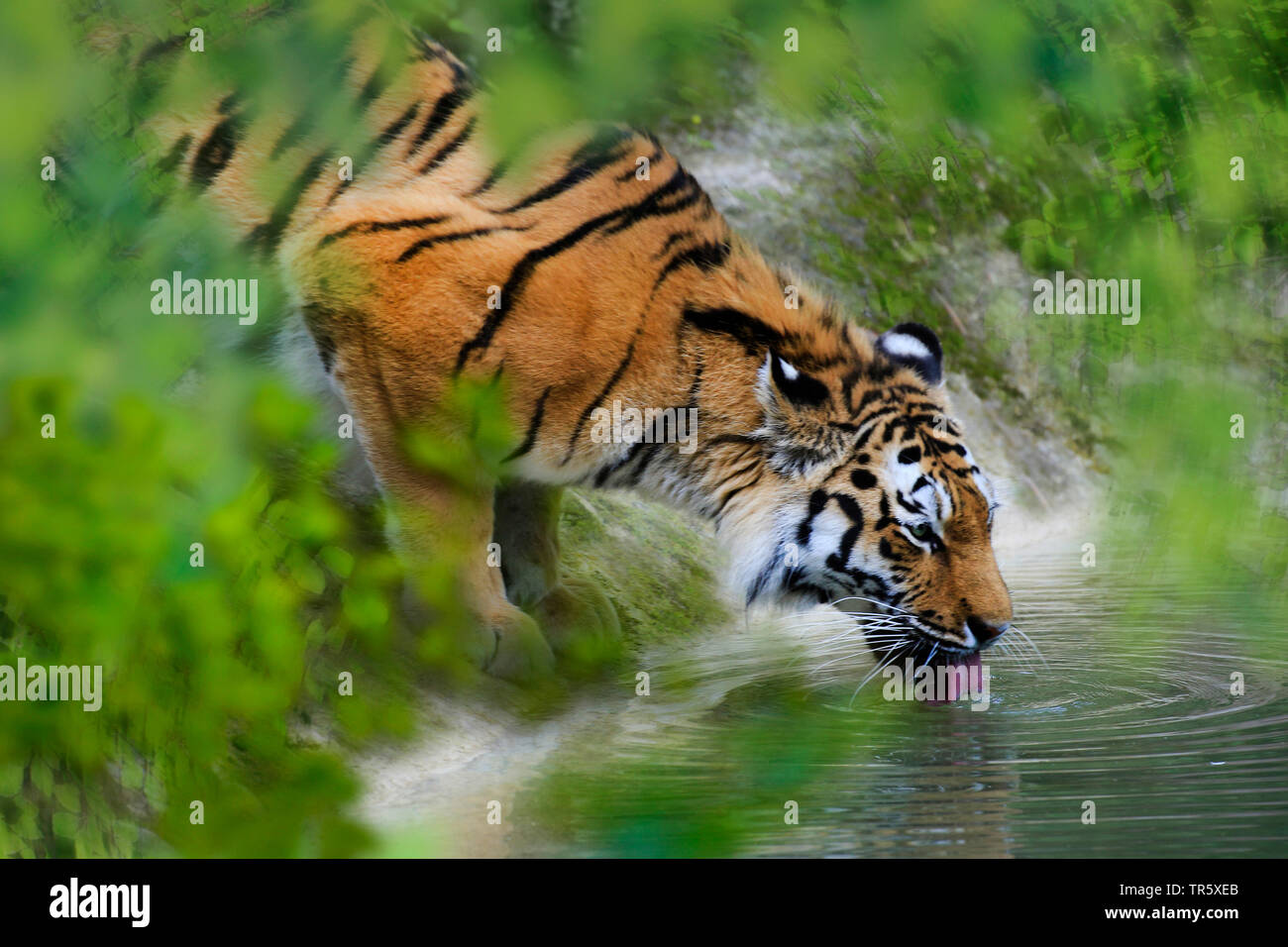 tiger (Panthera tigris), drinking, half-length portrait Stock Photo