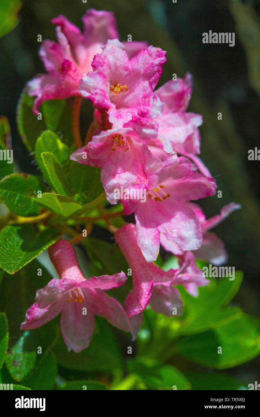 Rust-leaved alpine rose, snow-rose, snowrose, Rusty-leaved alpenrose, Rusty-leaved alprose (Rhododendron ferrugineum), flowers, Austria Stock Photo