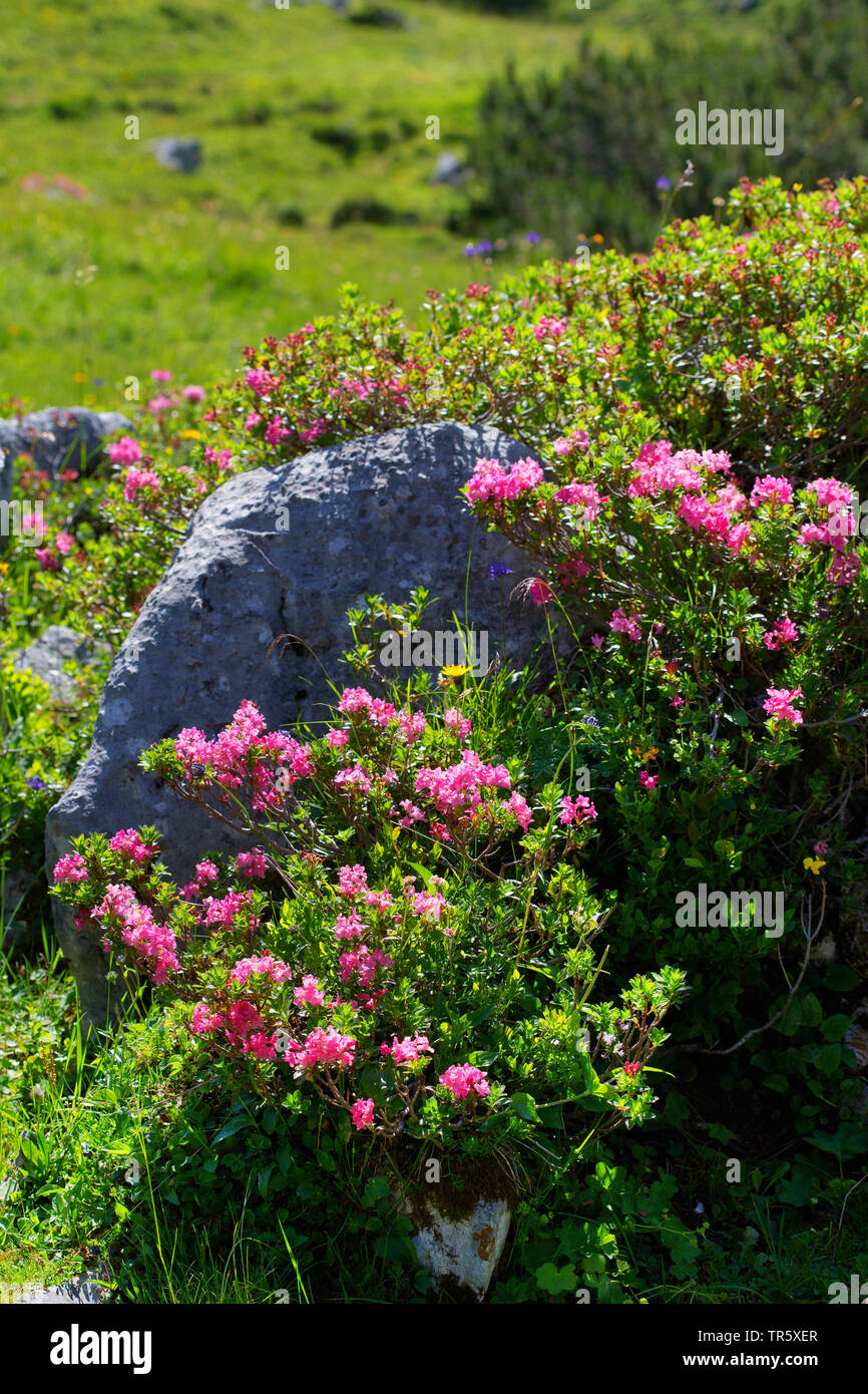 hairy alpine rose (Rhododendron hirsutum), blooming, Austria, Tyrol Stock Photo