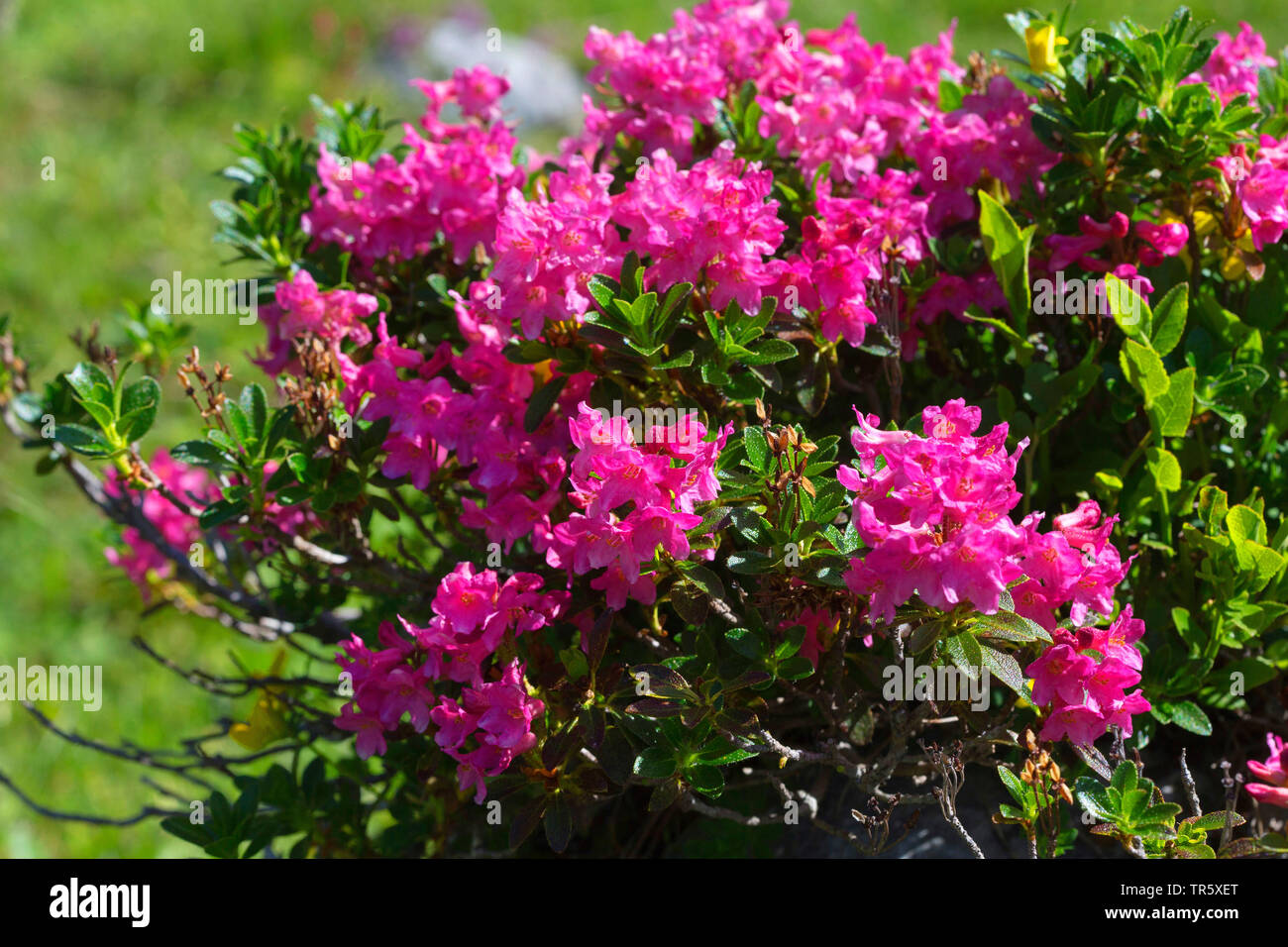 hairy alpine rose (Rhododendron hirsutum), blooming, Austria, Tyrol Stock Photo
