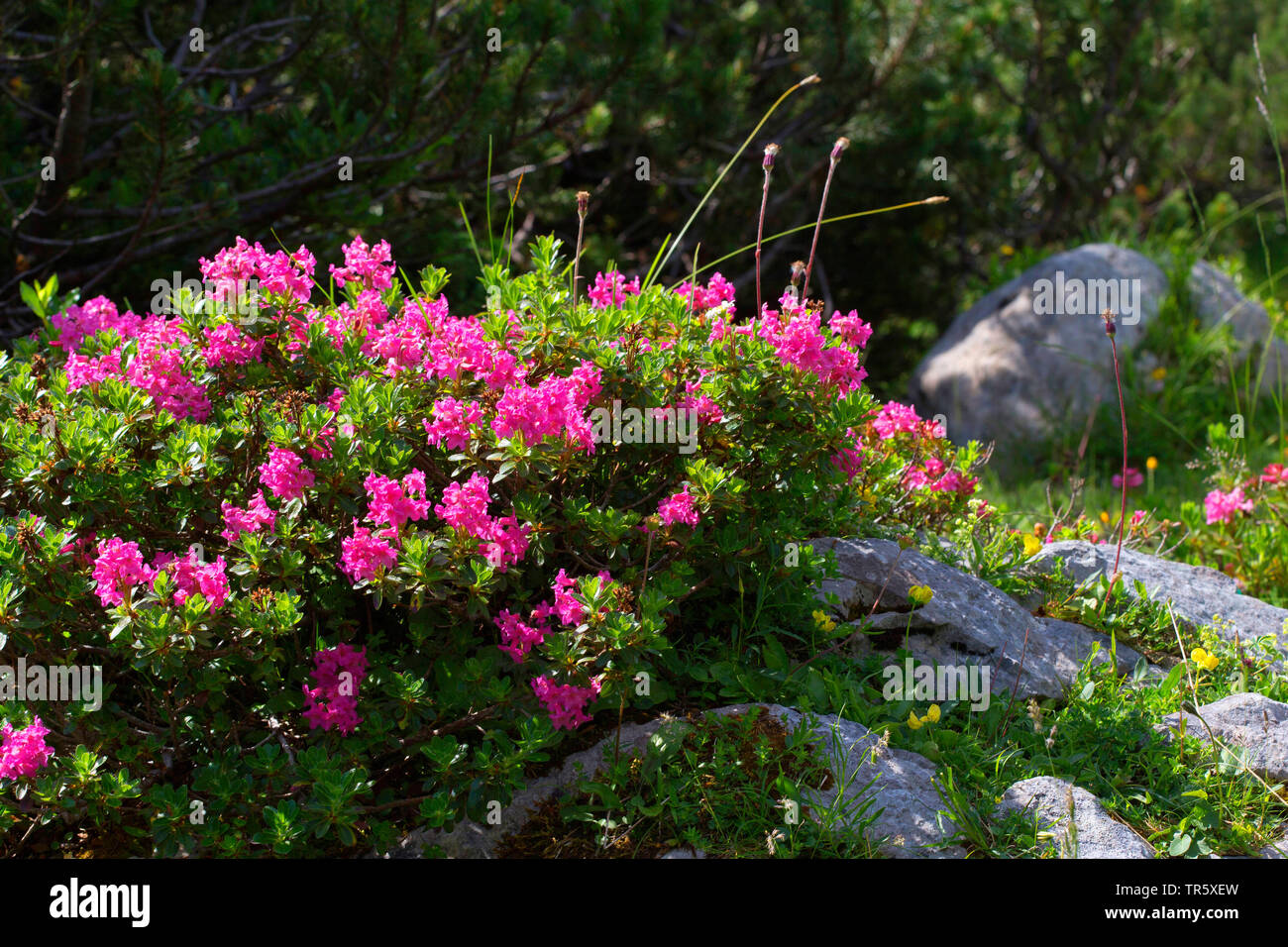 Alpine rock rose hi-res stock photography and images - Alamy