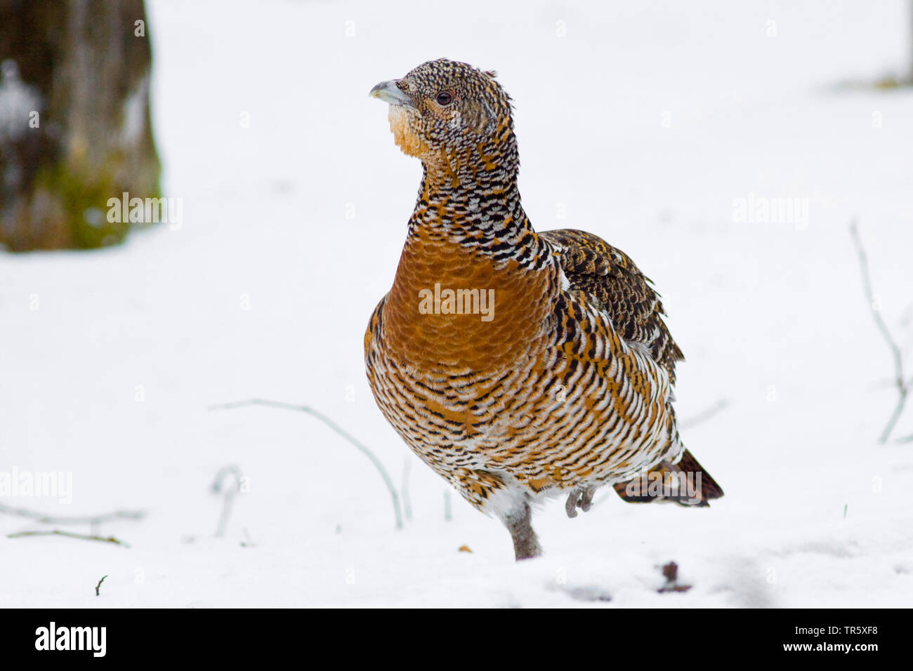 western capercaillie, wood grouse (Tetrao urogallus), capercailzie hen standing on one leg in the snow, front view, Germany Stock Photo
