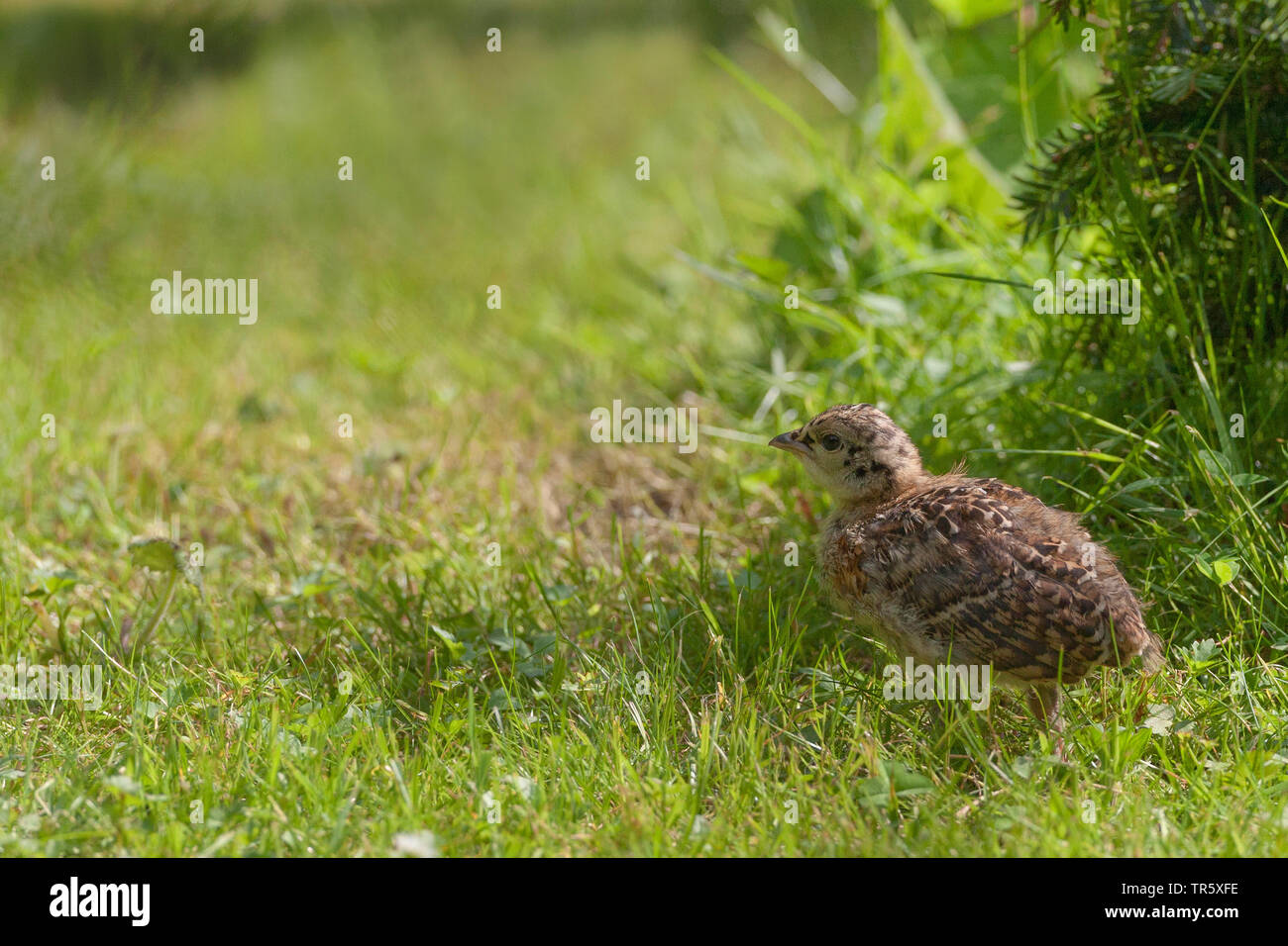 western capercaillie, wood grouse (Tetrao urogallus), chick in a meadow, side view, Germany Stock Photo