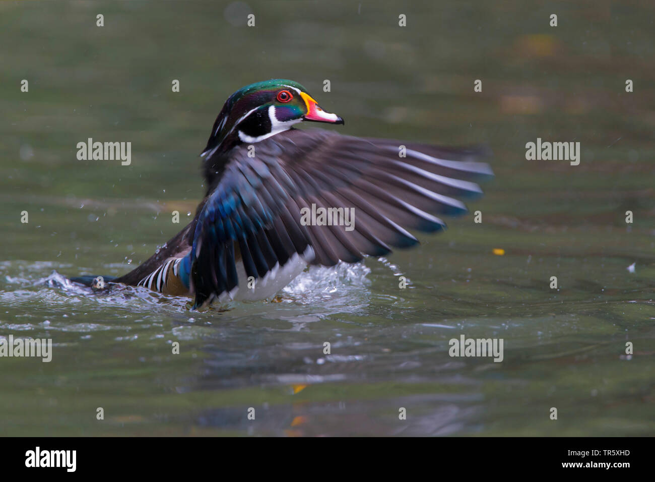 wood duck (Aix sponsa), landing on the water, side view, USA Stock Photo