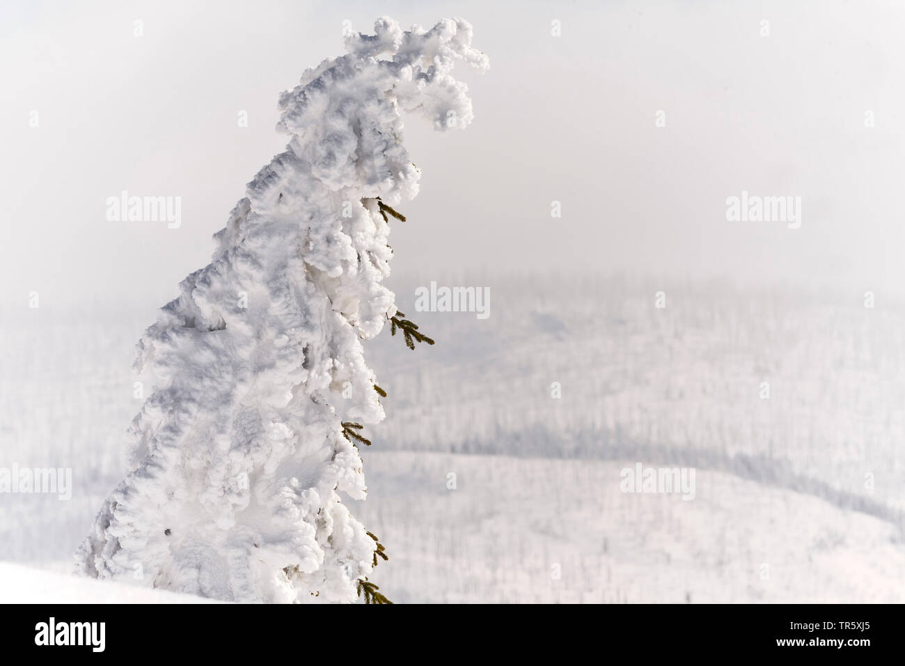 Norway spruce (Picea abies), snowbound spruce at the Grosser Rachel, Germany, Bavaria, Bavarian Forest National Park Stock Photo