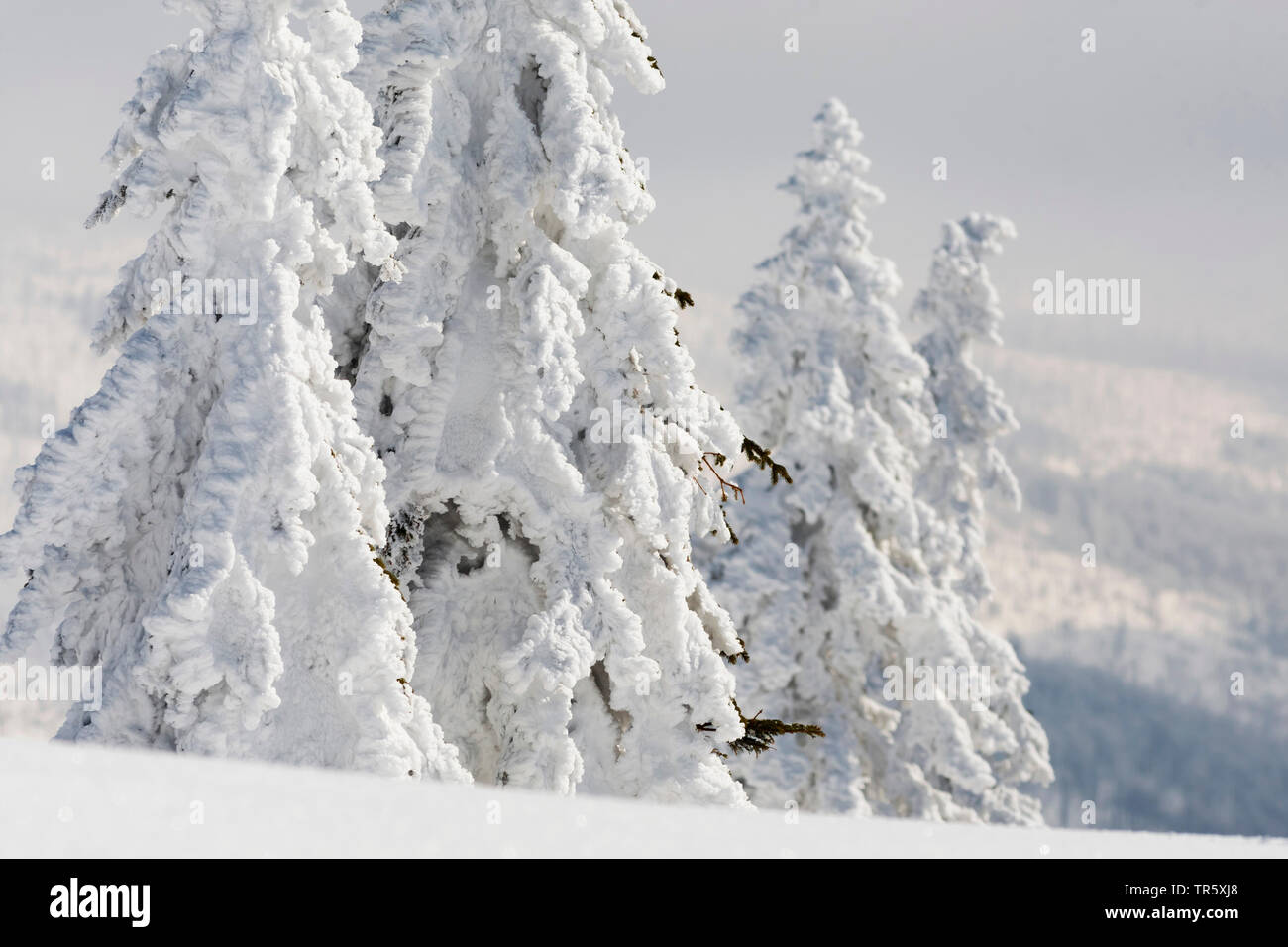 Norway spruce (Picea abies), snowbound spruces at the Grosser Rachel, Germany, Bavaria, Bavarian Forest National Park Stock Photo