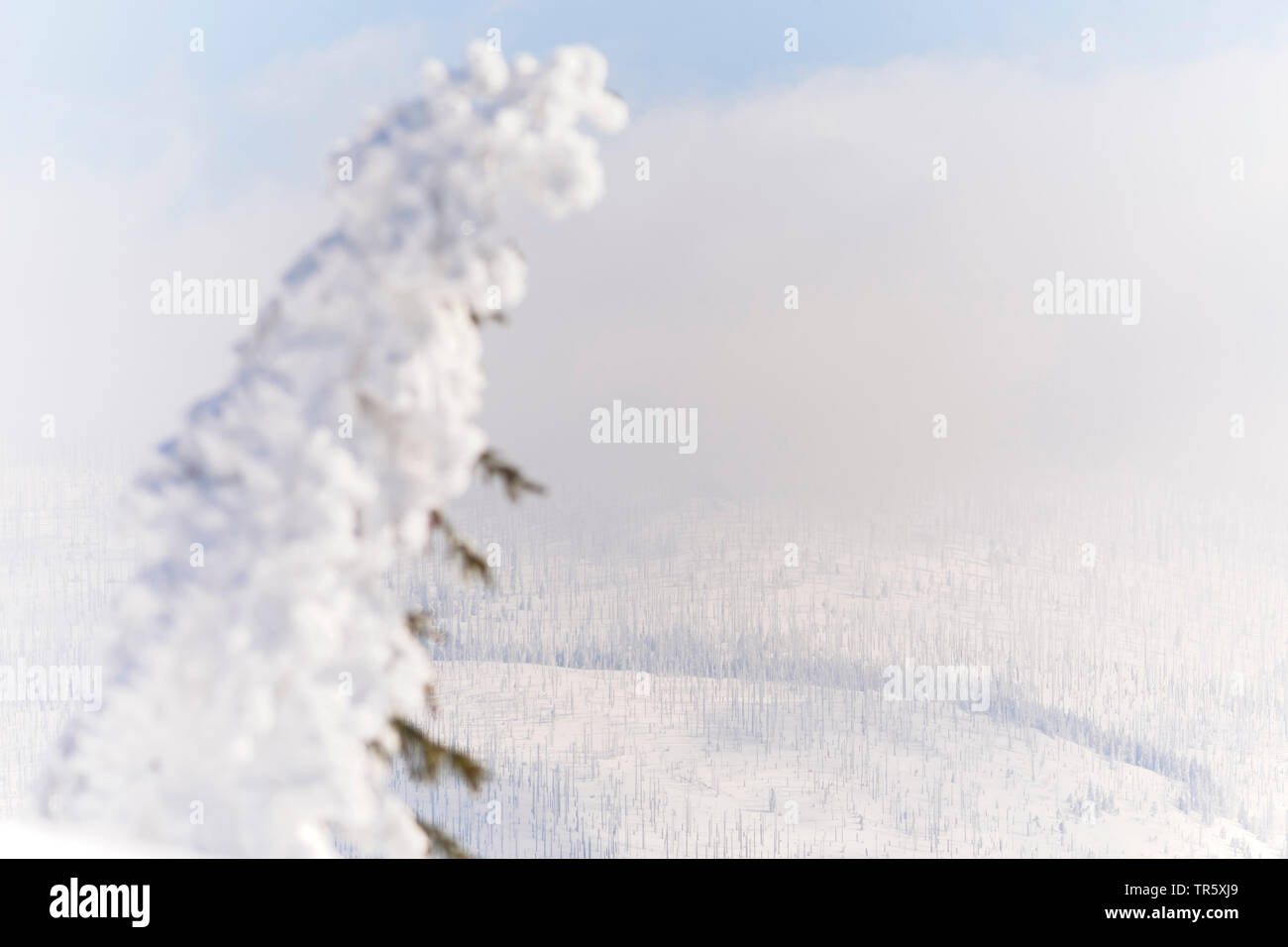 Norway spruce (Picea abies), snowbound spruce at the Grosser Rachel, Germany, Bavaria, Bavarian Forest National Park Stock Photo
