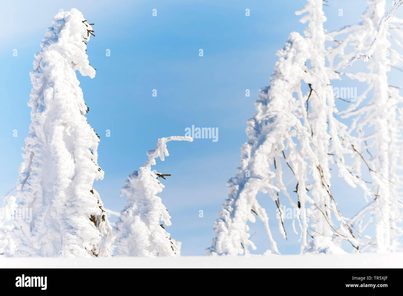 Norway spruce (Picea abies), snowbound spruces at the Grosser Rachel, Germany, Bavaria, Bavarian Forest National Park Stock Photo