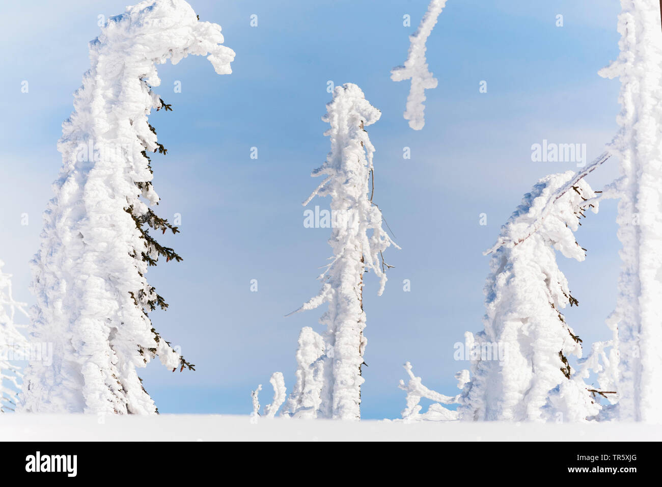 Norway spruce (Picea abies), snowbound spruces at the Grosser Rachel, Germany, Bavaria, Bavarian Forest National Park Stock Photo