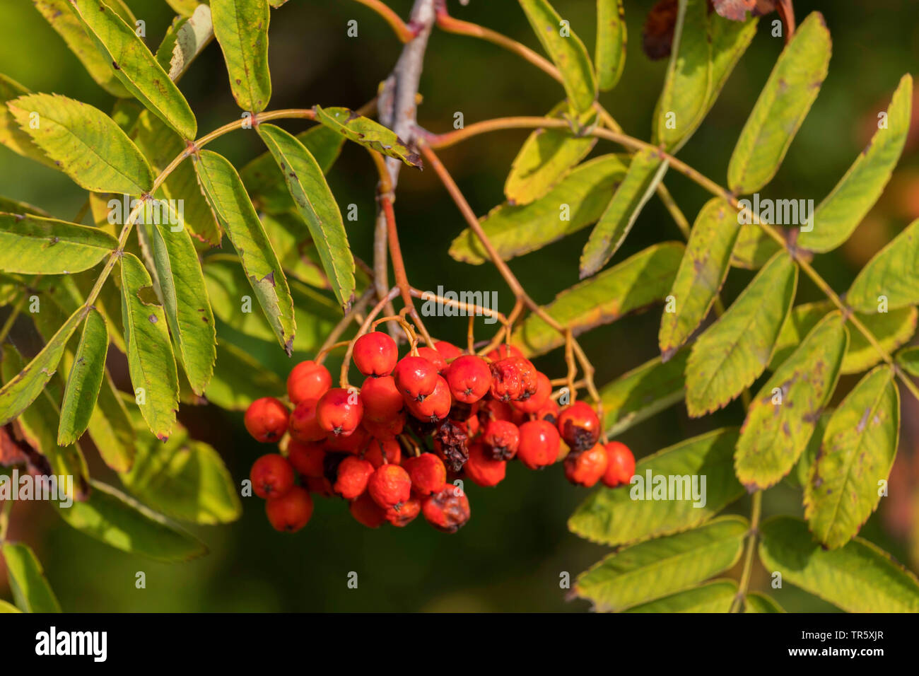 European mountain-ash, rowan tree (Sorbus aucuparia), fruiting branch ...