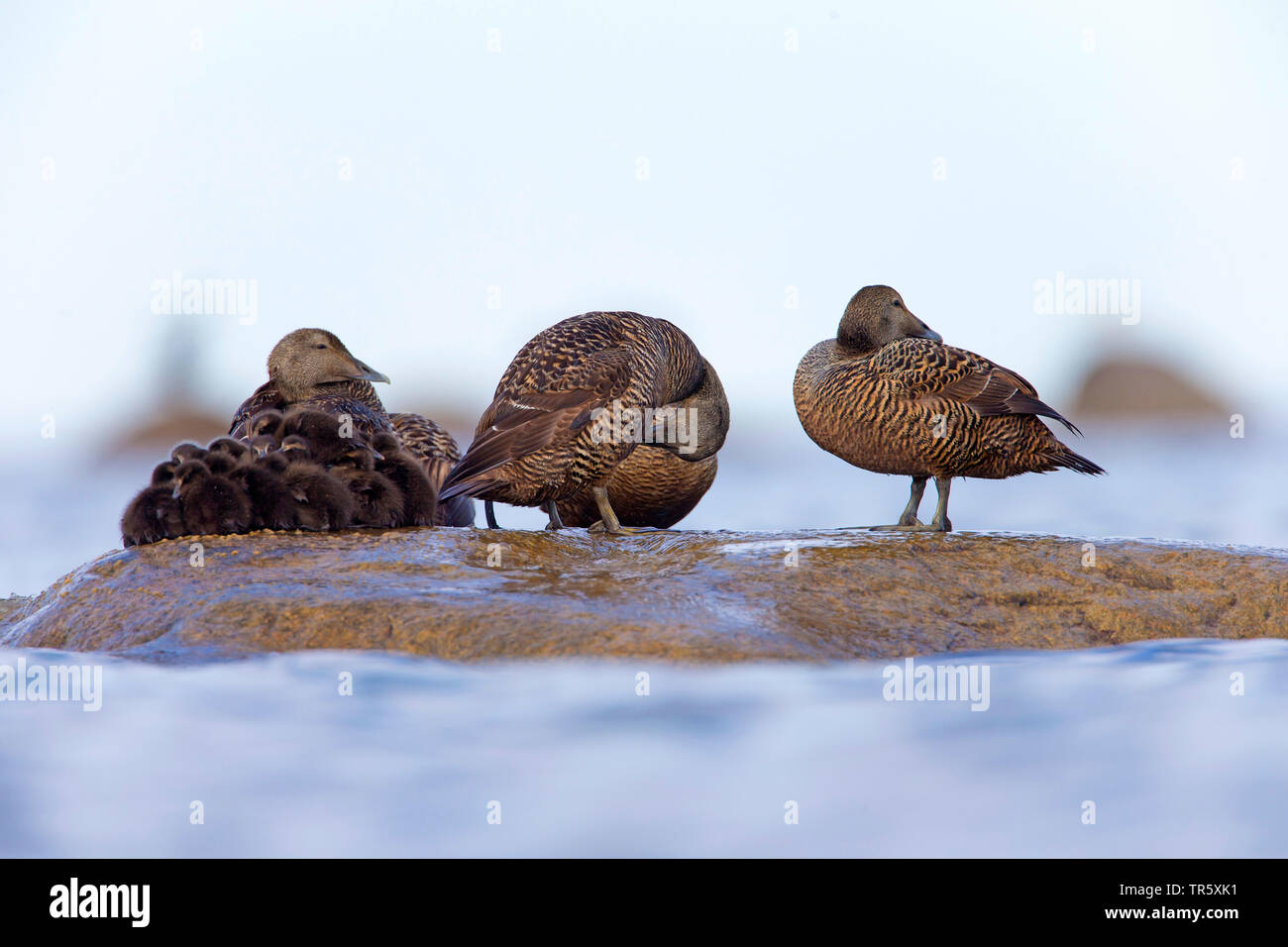 Common eider (Somateria mollissima), females with goslings resting on a stone in the water, Sweden Stock Photo