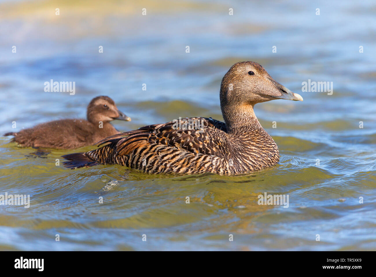 Common eider (Somateria mollissima), swimming female with gosling, side view, Sweden Stock Photo