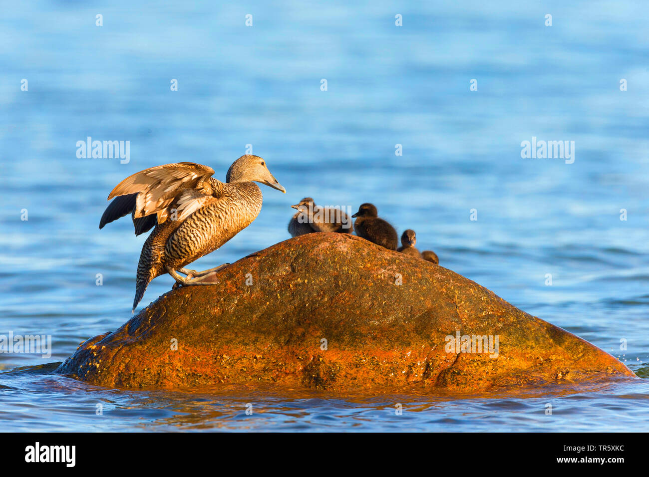 Common eider (Somateria mollissima), female resting with goslings on a stone in the water, Sweden Stock Photo