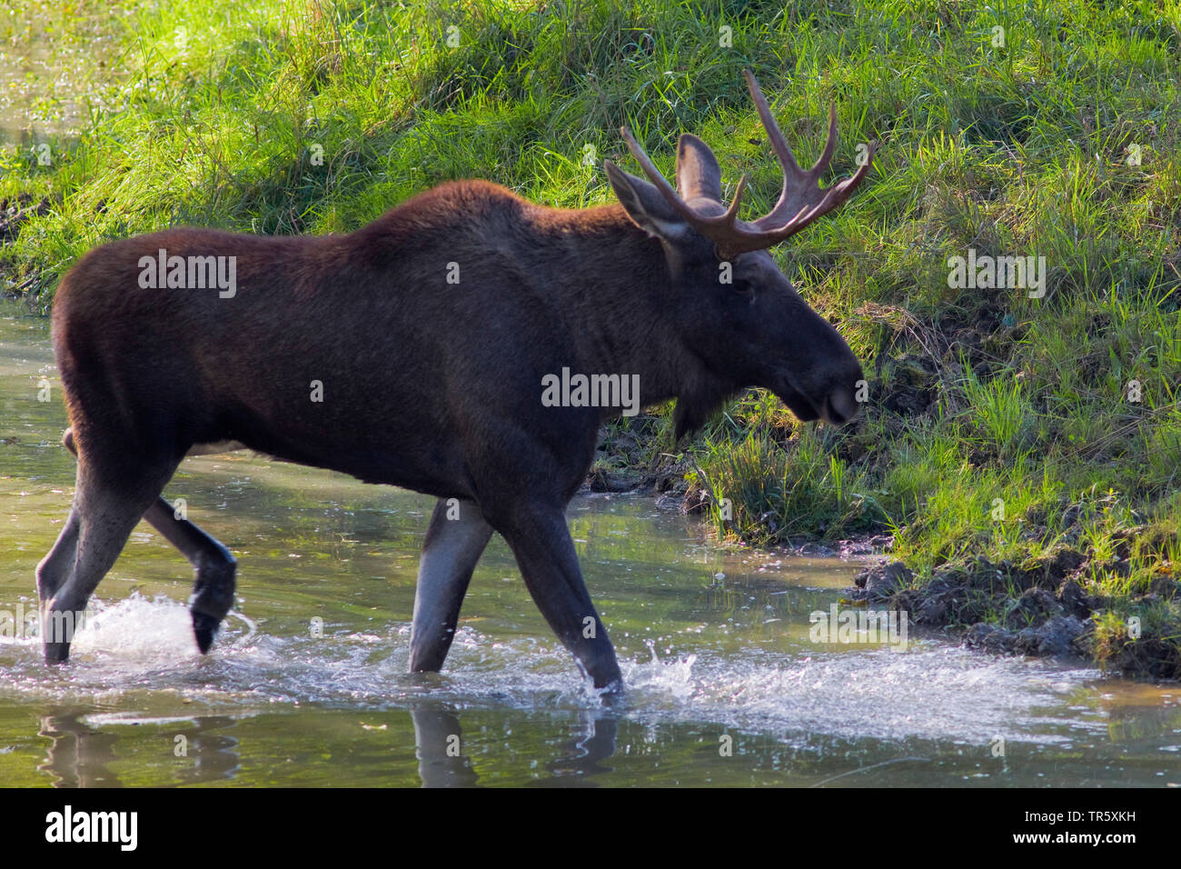 elk, European moose (Alces alces alces), bull moose crossing in a brook, side view, Sweden Stock Photo