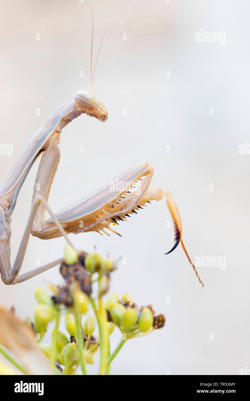 European preying mantis (Mantis religiosa), sitting on the infructescence of a composite, side view, Germany Stock Photo