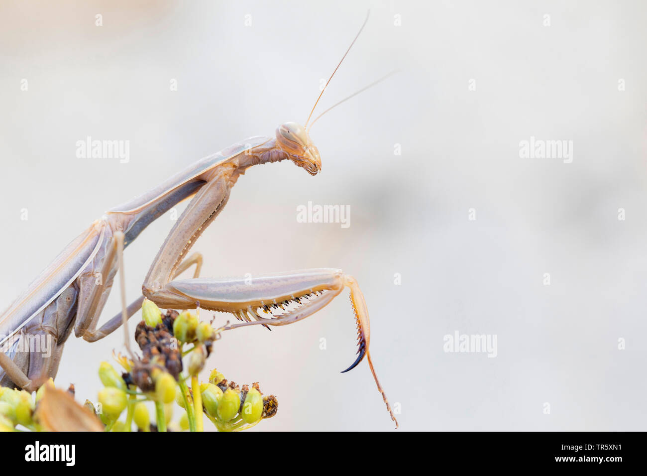 European preying mantis (Mantis religiosa), sitting on the infructescence of a composite, side view, Germany Stock Photo