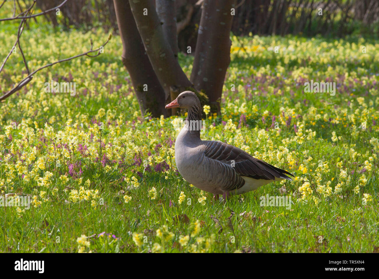greylag goose (Anser anser), on a spring meadow with True oxlips, Germany, Bavaria Stock Photo