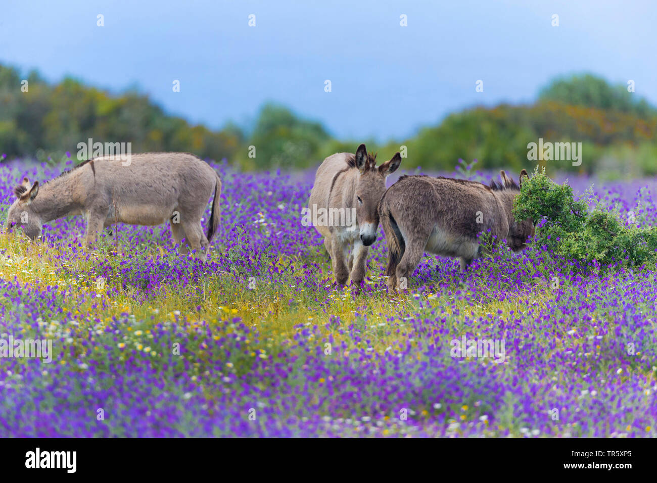 Domestic donkey (Equus asinus asinus), three grazing donkeys in a blooming flower meadow, Italy, Sardegna, Alghero Stock Photo