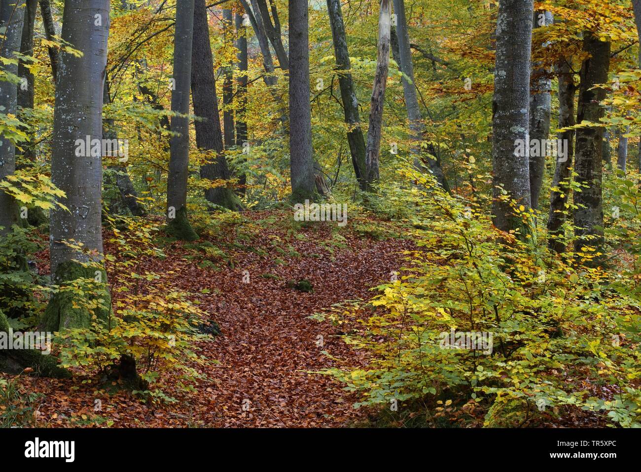 common beech (Fagus sylvatica), autumnally leaves in a beach forest, Germany, Bavaria Stock Photo