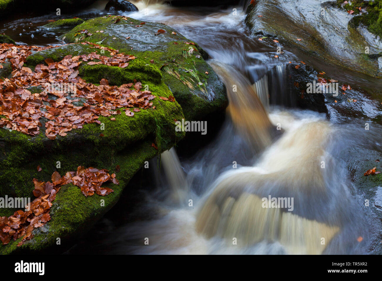 autumnally leaves at rocky mountain creek in Stein Canyon, Germany, Bavaria, Bavarian Forest National Park Stock Photo