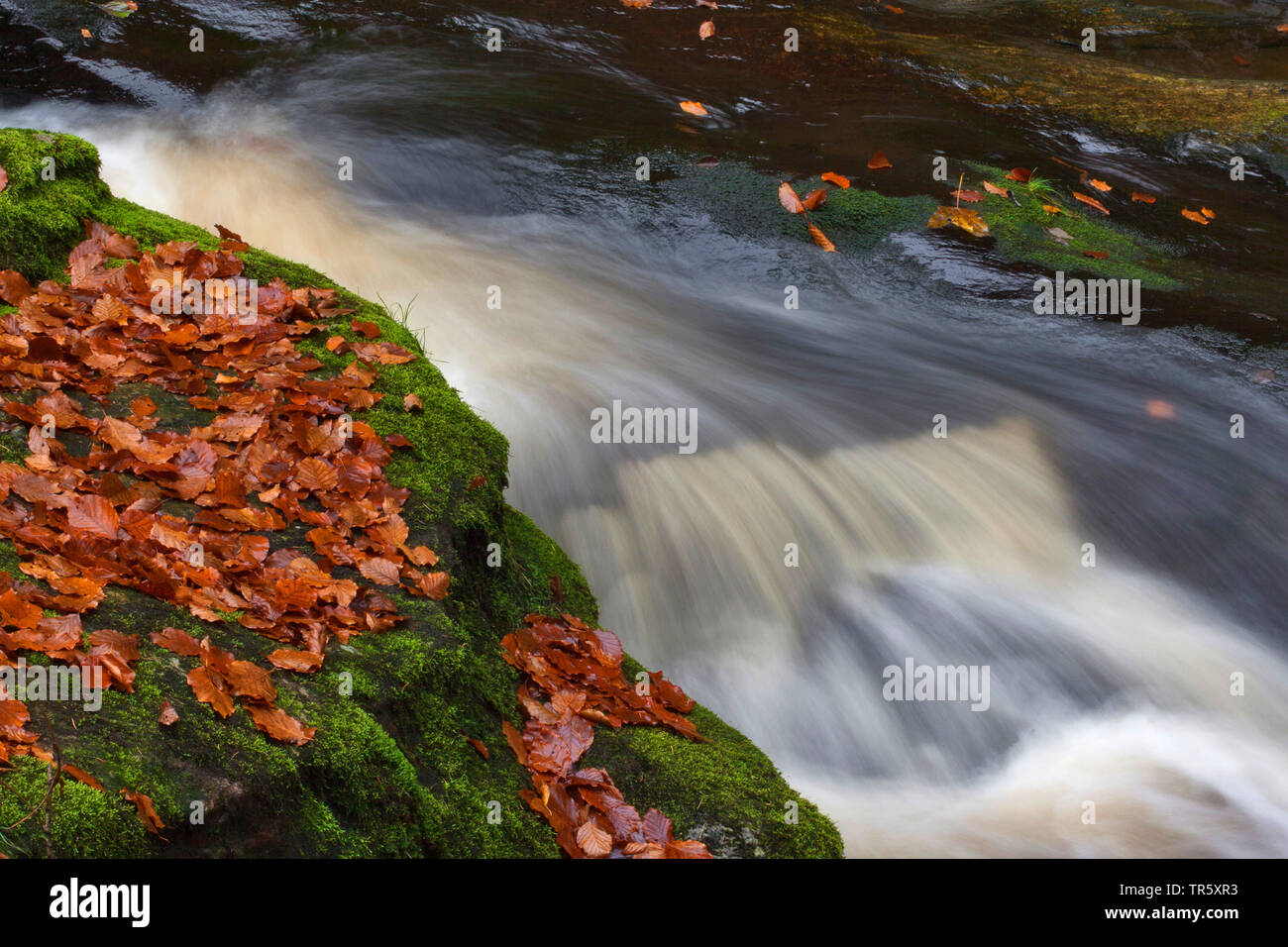 autumnally leaves at rocky mountain creek in Stein Canyon, Germany, Bavaria, Bavarian Forest National Park Stock Photo