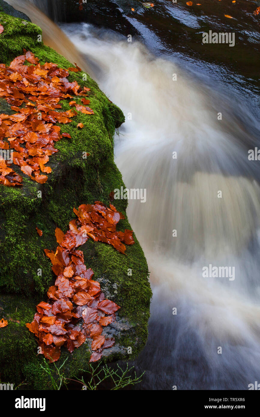 autumnally leaves at rocky mountain creek in Stein Canyon, Germany, Bavaria, Bavarian Forest National Park Stock Photo