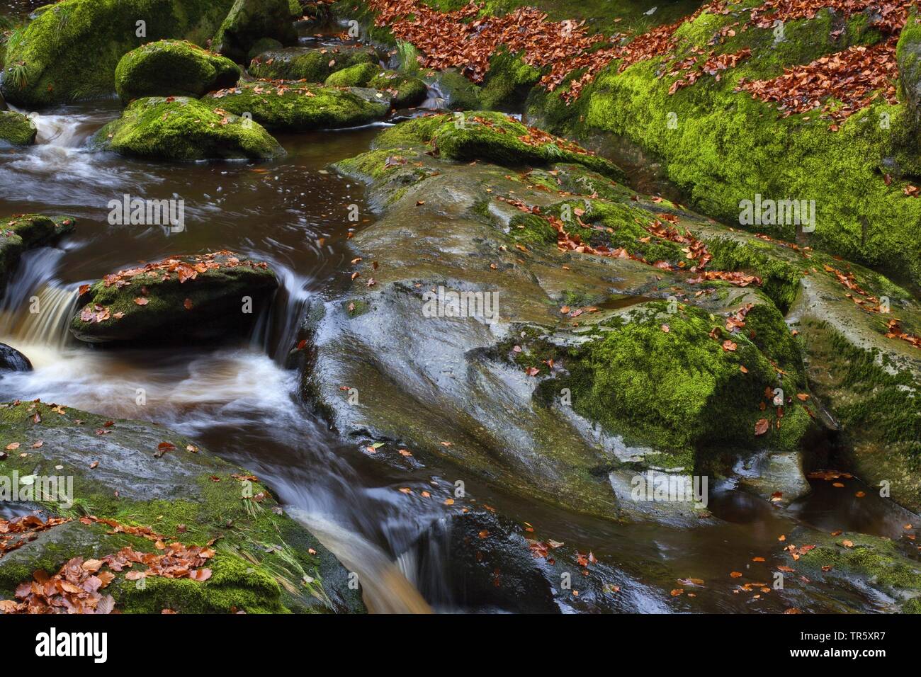 autumnally leaves at rocky mountain creek in Stein Canyon, Germany, Bavaria, Bavarian Forest National Park Stock Photo