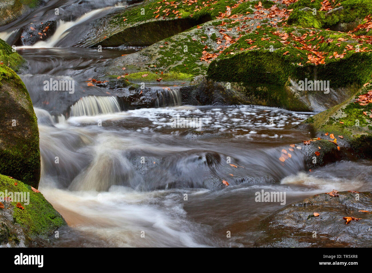 autumnally leaves at rocky mountain creek in Stein Canyon, Germany, Bavaria, Bavarian Forest National Park Stock Photo