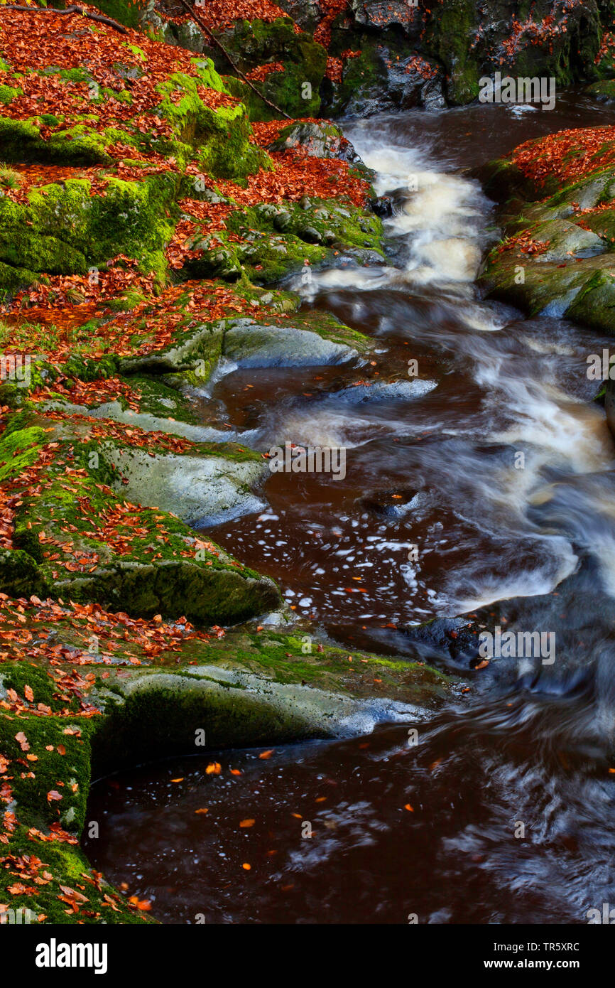 autumnally leaves at rocky mountain creek in Stein Canyon, Germany, Bavaria, Bavarian Forest National Park Stock Photo