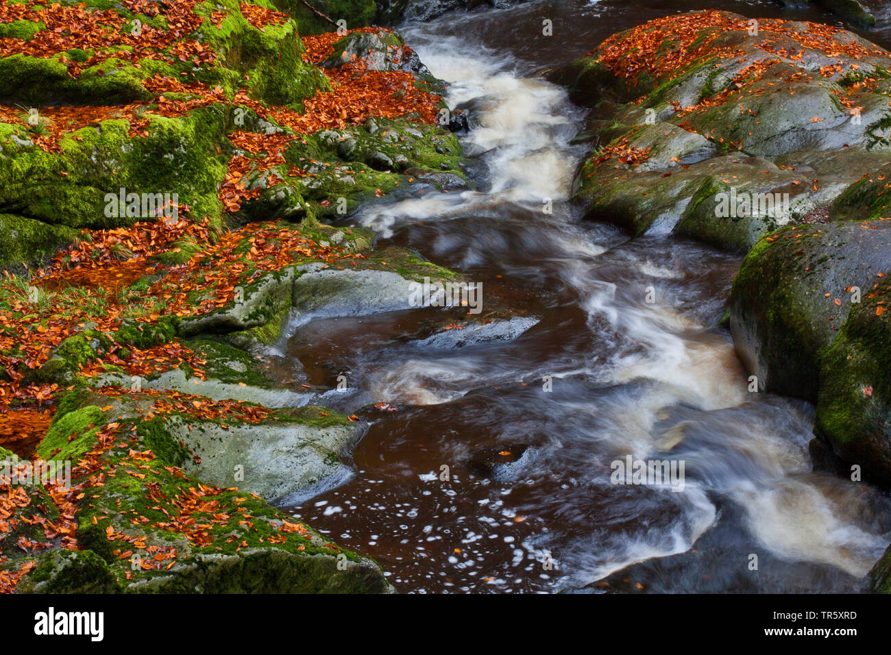 autumnally leaves at rocky mountain creek in Stein Canyon, Germany, Bavaria, Bavarian Forest National Park Stock Photo