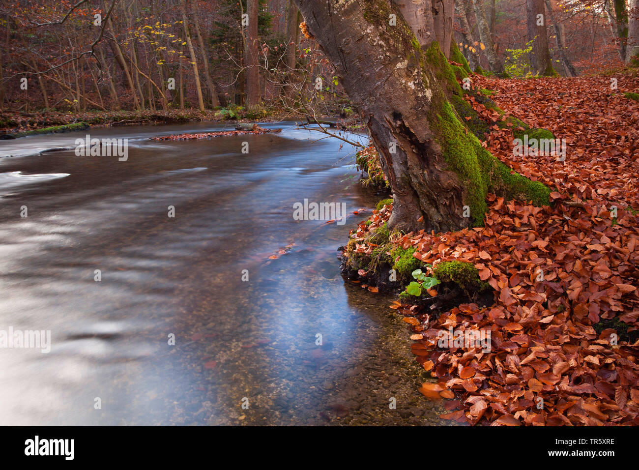 autumnally leaves and water in Stein Canyon, Germany, Bavaria, Bavarian Forest National Park Stock Photo