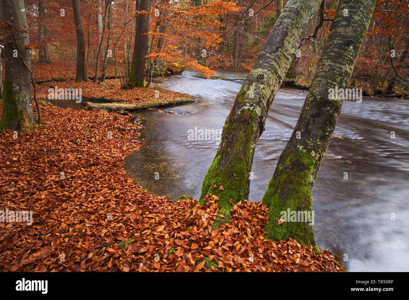 autumnally leaves and water in Stein Canyon, Germany, Bavaria, Bavarian Forest National Park Stock Photo