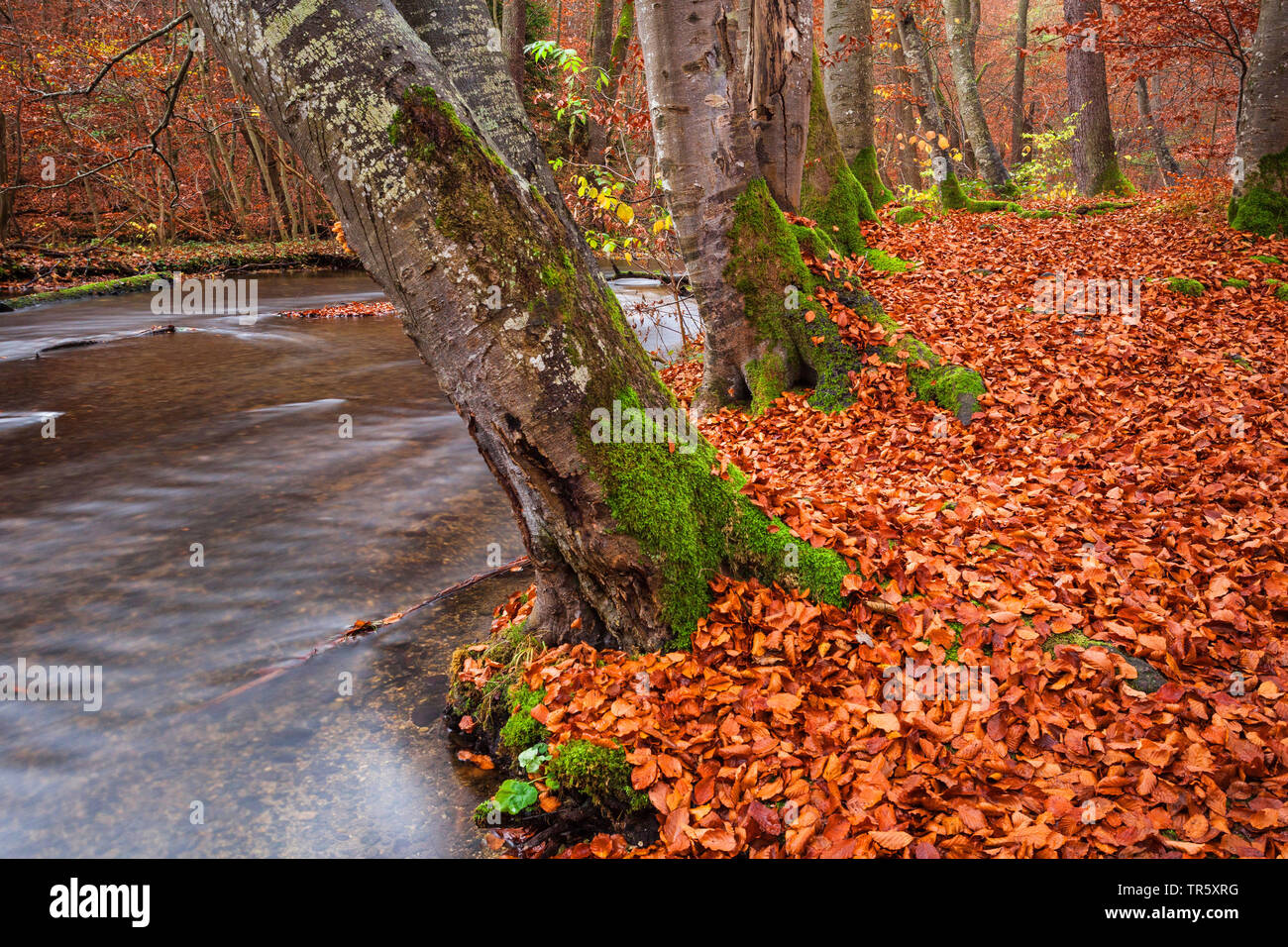 autumnally leafs and water in Stein Canyon, Germany, Bavaria, Bavarian Forest National Park Stock Photo