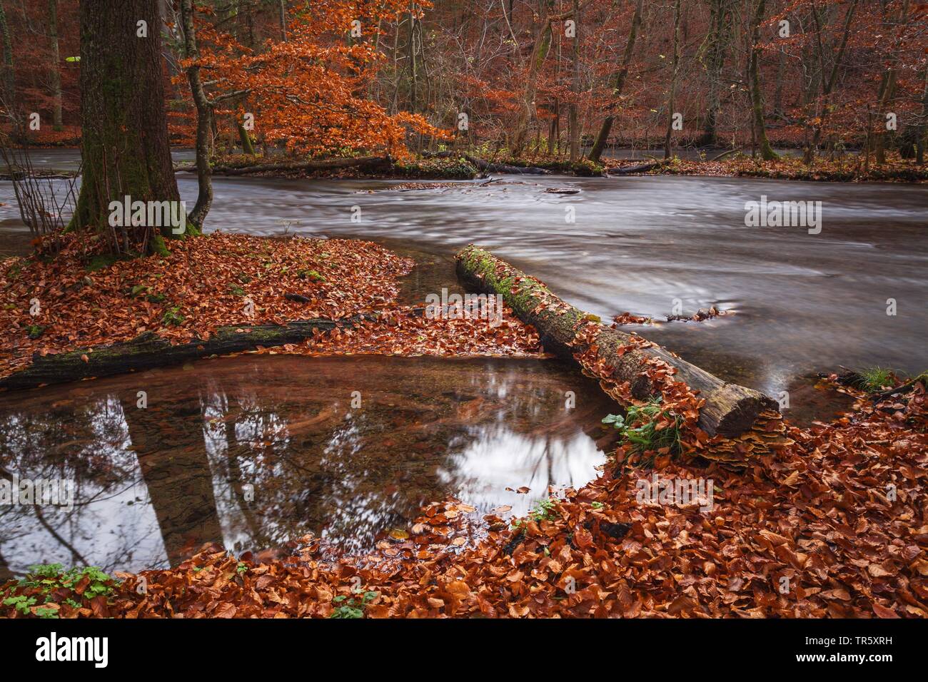 autumnally leaves and water in Stein Canyon, Germany, Bavaria, Bavarian Forest National Park Stock Photo