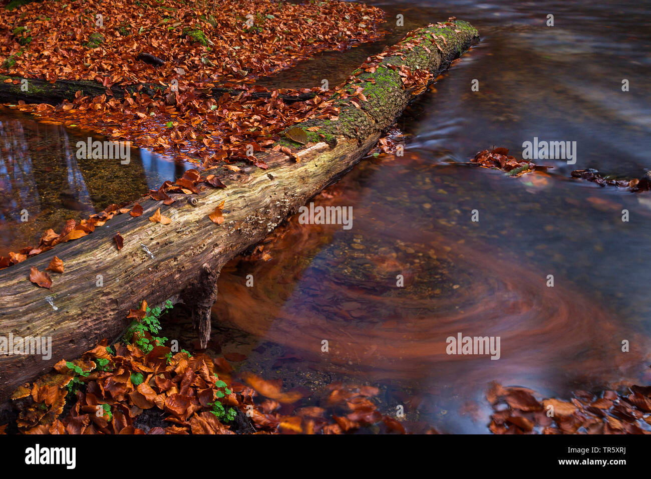 autumnally leaves and water in Stein Canyon, Germany, Bavaria, Bavarian Forest National Park Stock Photo