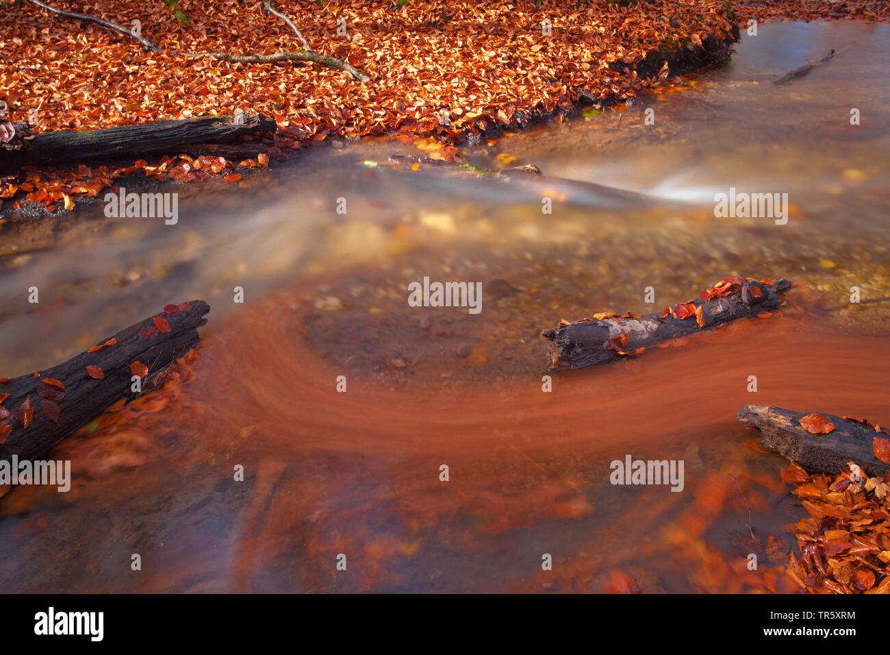 autumnally leaves and water in Stein Canyon, Germany, Bavaria, Bavarian Forest National Park Stock Photo