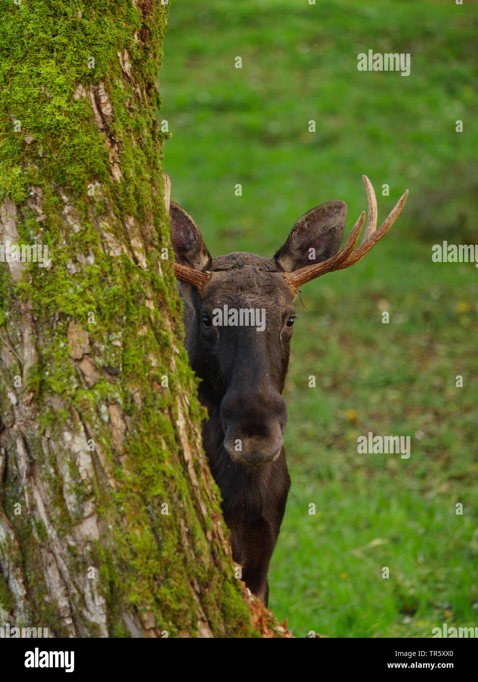 elk, European moose (Alces alces alces), bull elk looking out behind a mossy tree trunk, front view, Germany Stock Photo