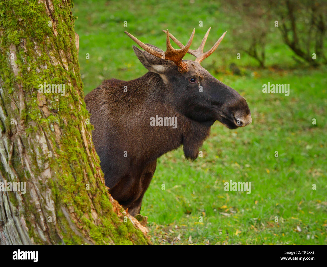 elk, European moose (Alces alces alces), bull elk looking out behind a ...