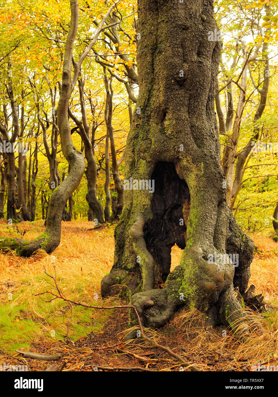 common beech (Fagus sylvatica), old beech forest in autumn, Bournak, Czech Republic, Erz Mountains, Bournak, Mikulov Stock Photo