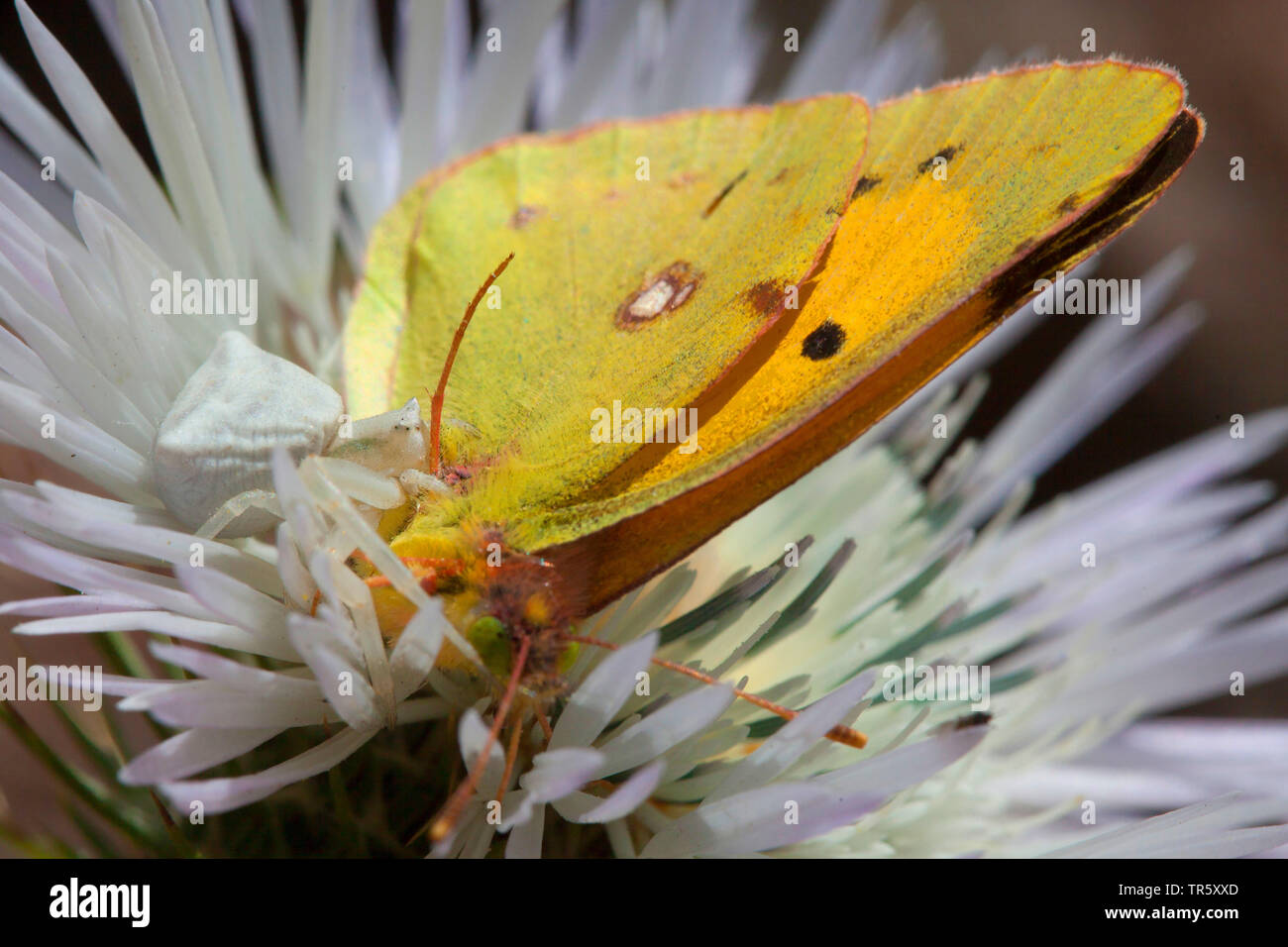 Crab Spider (Thomisus onustus), has caught a clouded yellow, Italy Stock Photo