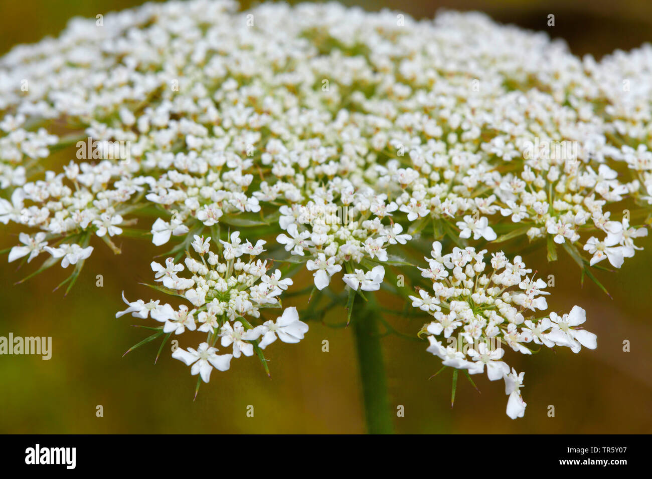 Queen Anne's lace, wild carrot (Daucus carota), inflorescence, detail, Germany, Bavaria Stock Photo