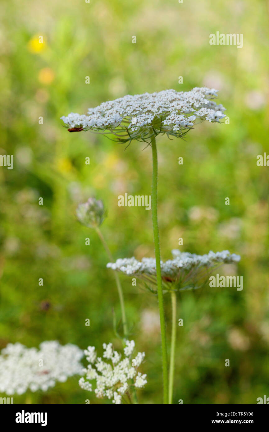 Queen Anne's lace, wild carrot (Daucus carota), blooming, lateral view, Germany, Bavaria Stock Photo