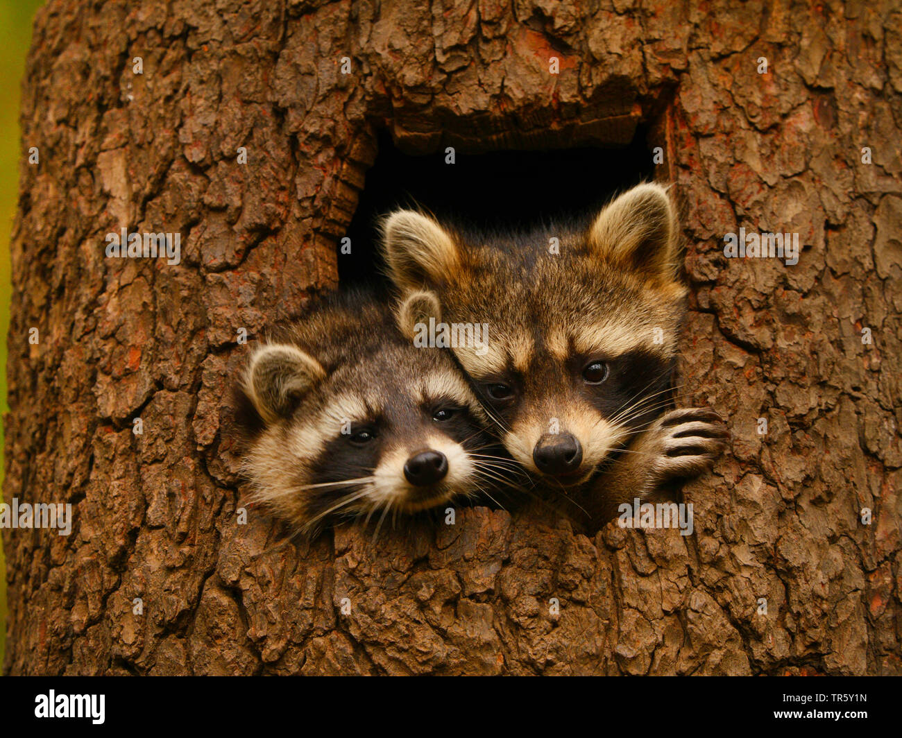 common raccoon (Procyon lotor), two raccoons looking together out a tree hole, portrait, Germany, Bavaria Stock Photo